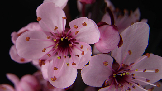 VIDEO OPENER: TIME-LAPSE OF FLOWER OPENING.