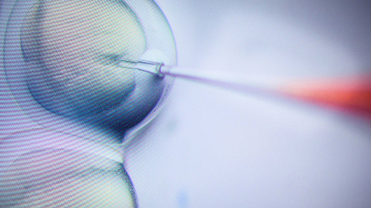 Cells being injected with a microneedle.