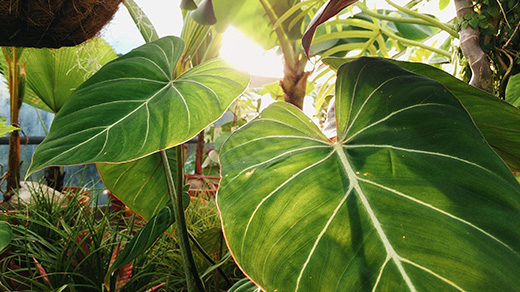 Photo of green leafy plants in close-up.