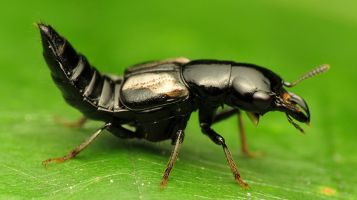 Photo of a rove beetle standing on a leaf and arching its abdomen.