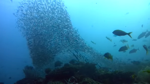 School of Fish