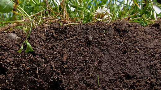 A cutaway of thick brown soil with grasses on top.