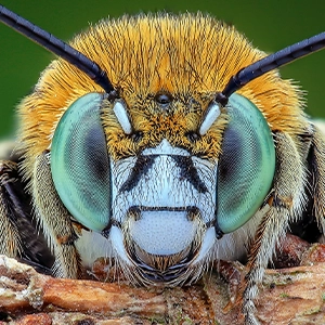 A close-up of a bee’s head, showing its large eyes, antennae and fuzzy body.