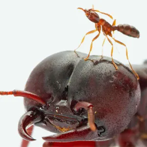 An African army ant queen and worker against a white background, emphasizing the huge difference in their sizes