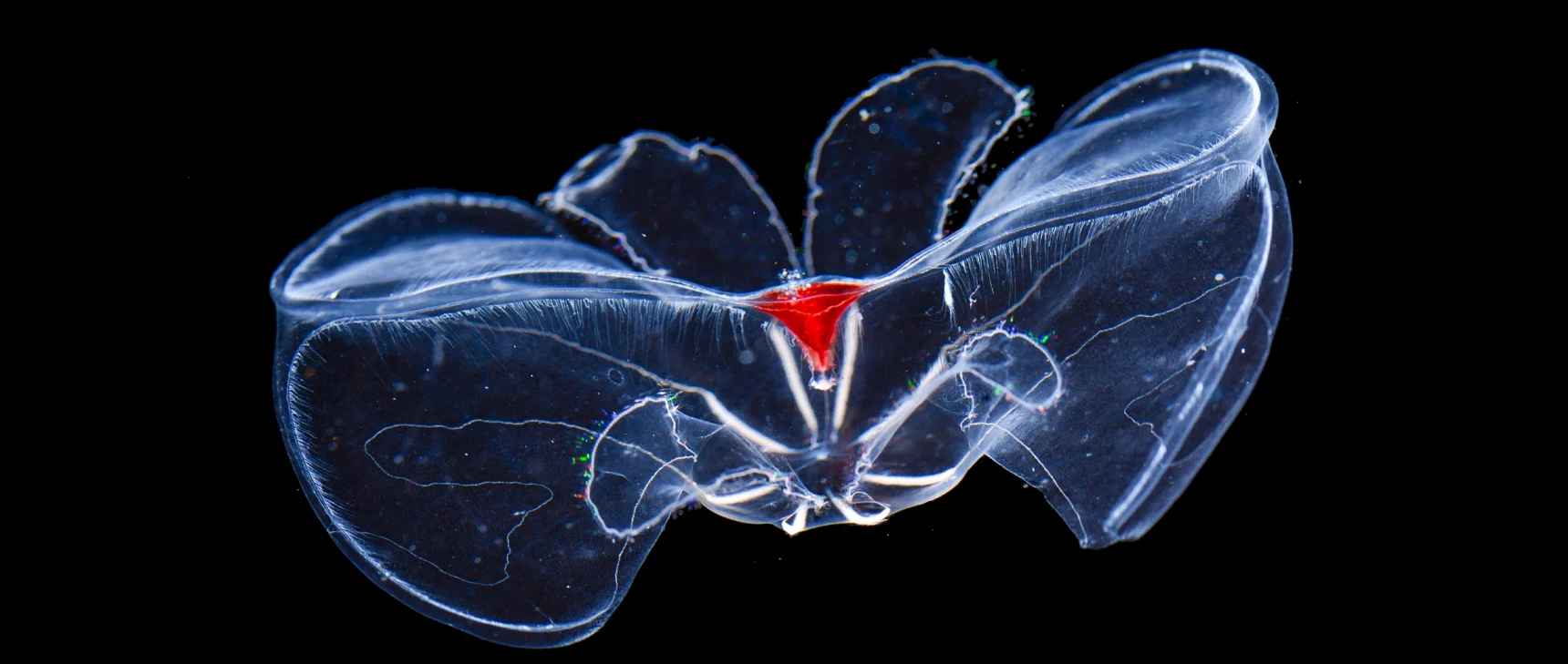 A translucent comb jelly collected from the deep sea.