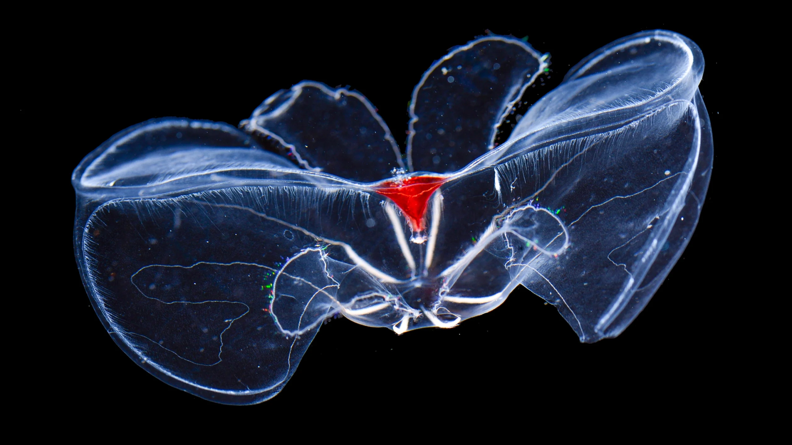 A translucent comb jelly collected from the deep sea.