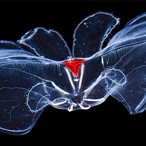 A translucent comb jelly collected from the deep sea.