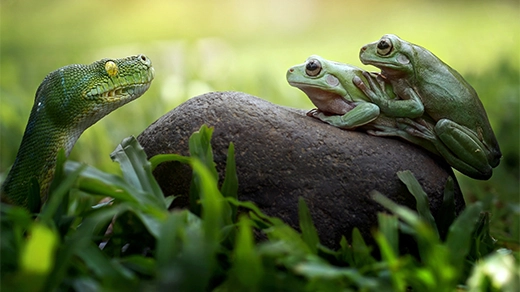 A snake and two frogs staring at one another across a rock.