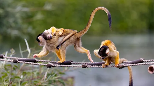 A female Bolivian squirrel monkey with a baby on its back, walking across a suspended rope ladder. A third money crouches behind it.