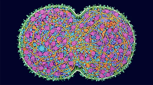 Illustration of a bacterial cell in mid-fission. Its threads of DNA and other internal molecules are divided between the cells. A constriction on the midline marks where the daughter cells are splitting.