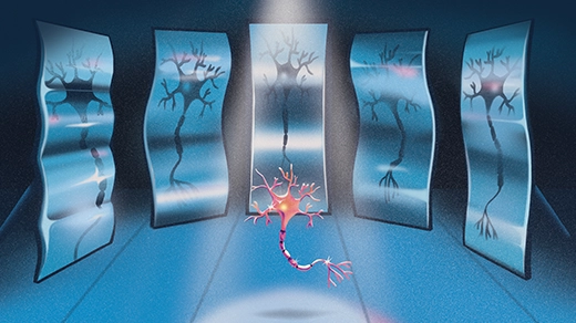 An illustration shows a neuron standing in front of a series of bent mirrors, each of which reflect a warped image of the cell.