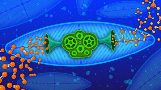 An illustration shows green gears, representing the nitrogen-fixing bacteria, living inside a diatom. Nitrogen gas enters the diatom from the left; ammonia exits on the right.