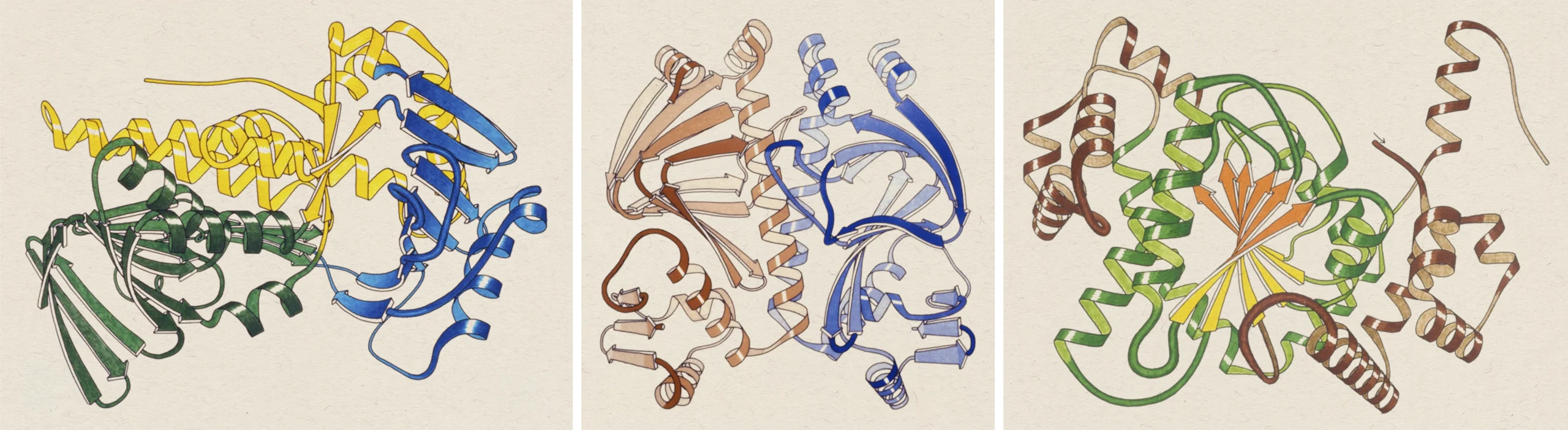 A triptych of drawings of proteins, all drawn by hand with colored pencil and showing ribbons and arrows in Richardson’s style