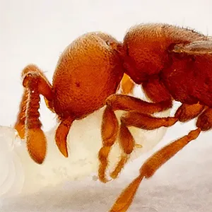 Three “inquiline” social parasites of the clonal raider ant species, showing their queenlike wings on worker-size bodies, on a white background.