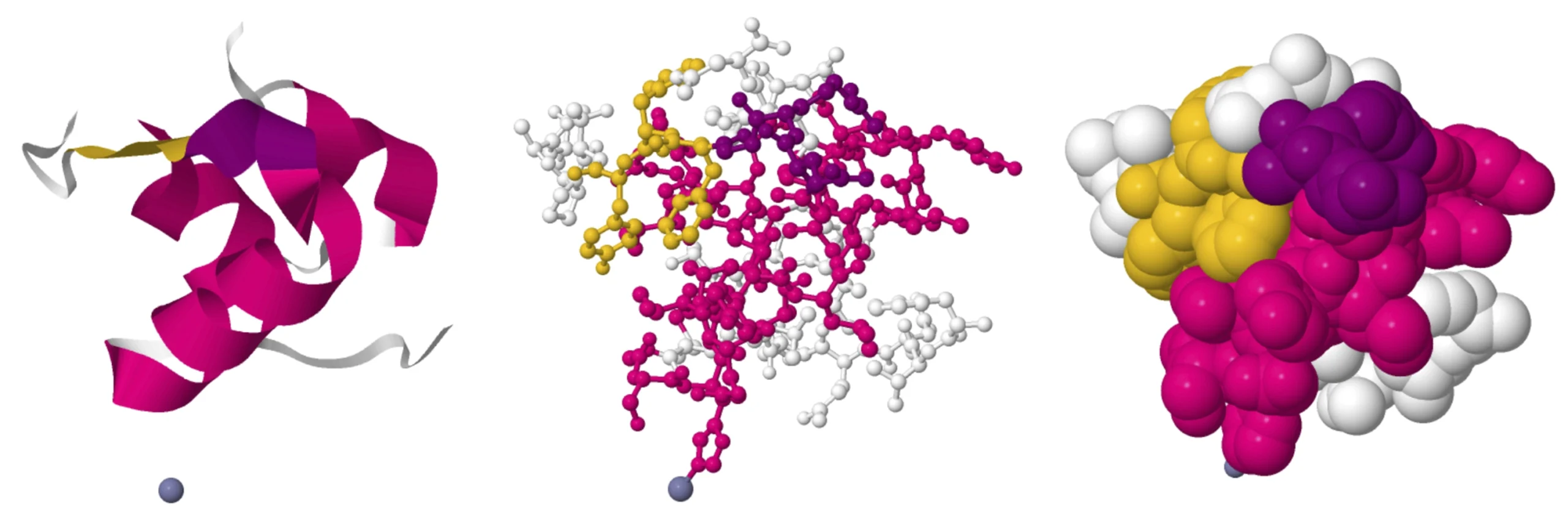 Three protein model types. From left: Ribbon diagram, ball-and-stick, space-filling.