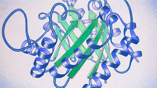 Hand-drawn curls of ribbon and pointed arrows represent a protein’s structure.