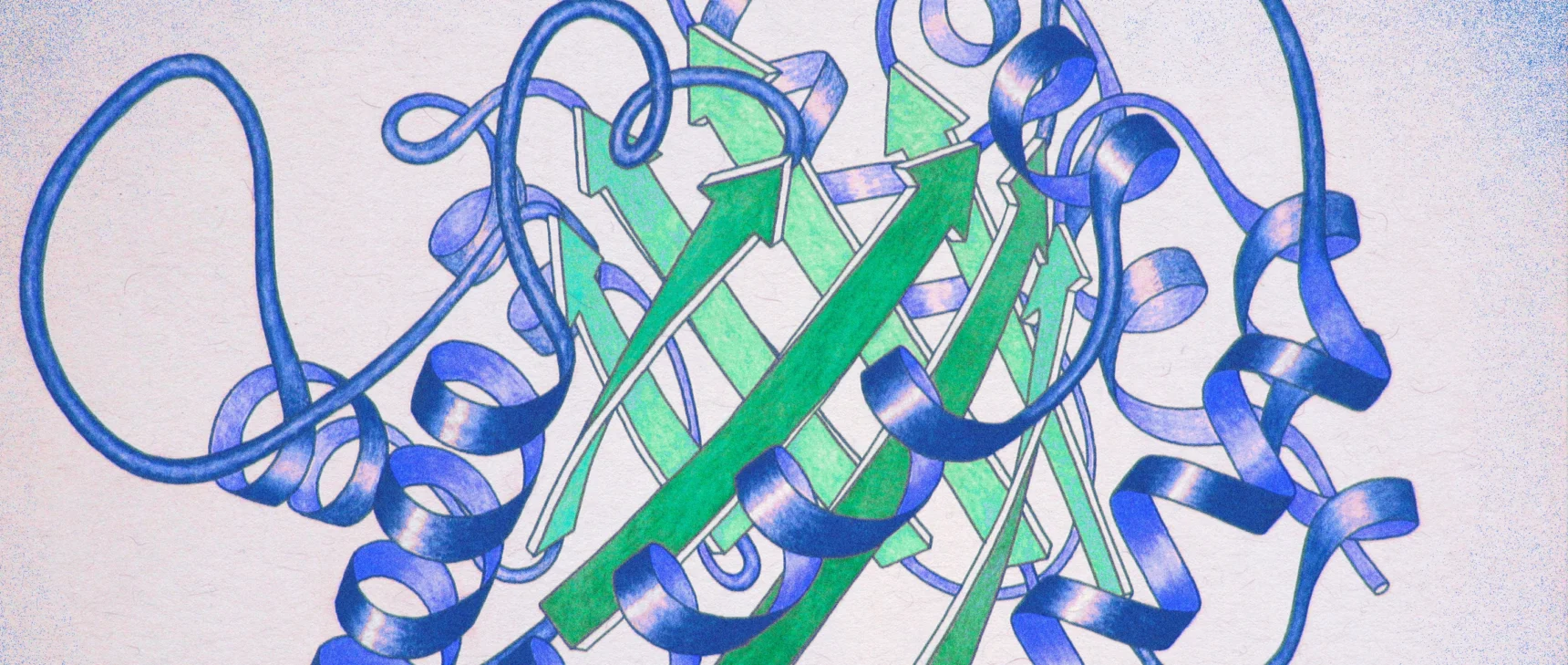 Hand-drawn curls of ribbon and pointed arrows represent a protein’s structure.