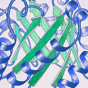 Hand-drawn curls of ribbon and pointed arrows represent a protein’s structure.