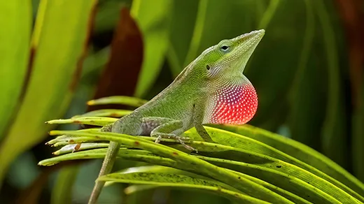 A handsome green lizard, with a pointy nose, long tail and expanded red throat fan, sits on a green leaf.