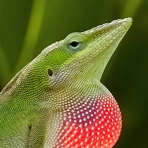 A handsome green lizard, with a pointy nose, long tail and expanded red throat fan, sits on a green leaf.