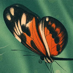 Illustration of butterflies with similar wing-color patterns holding bundles of DNA.